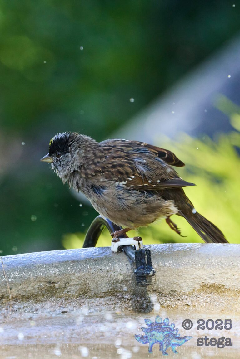 Gold-Crowned Sparrow