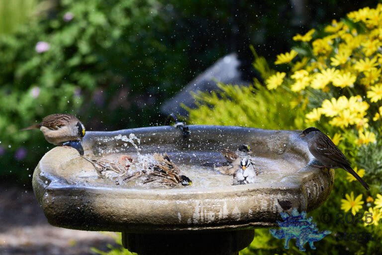 Gold-Crowned Sparrow, House Finch, White-Crowned Sparrow