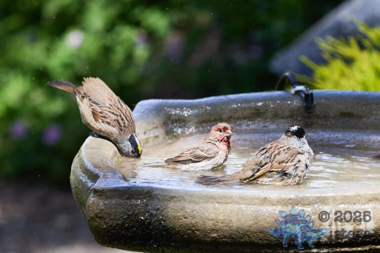 Gold-Crowned Sparrow, House Finch, White-Crowned Sparrow