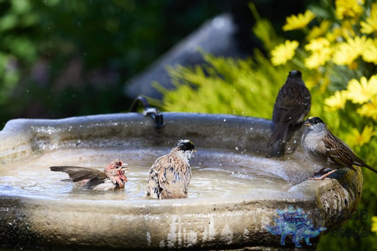 Gold-Crowned Sparrow, House Finch, White-Crowned Sparrow