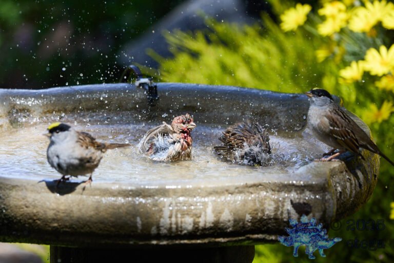 Gold-Crowned Sparrow, House Finch, White-Crowned Sparrow
