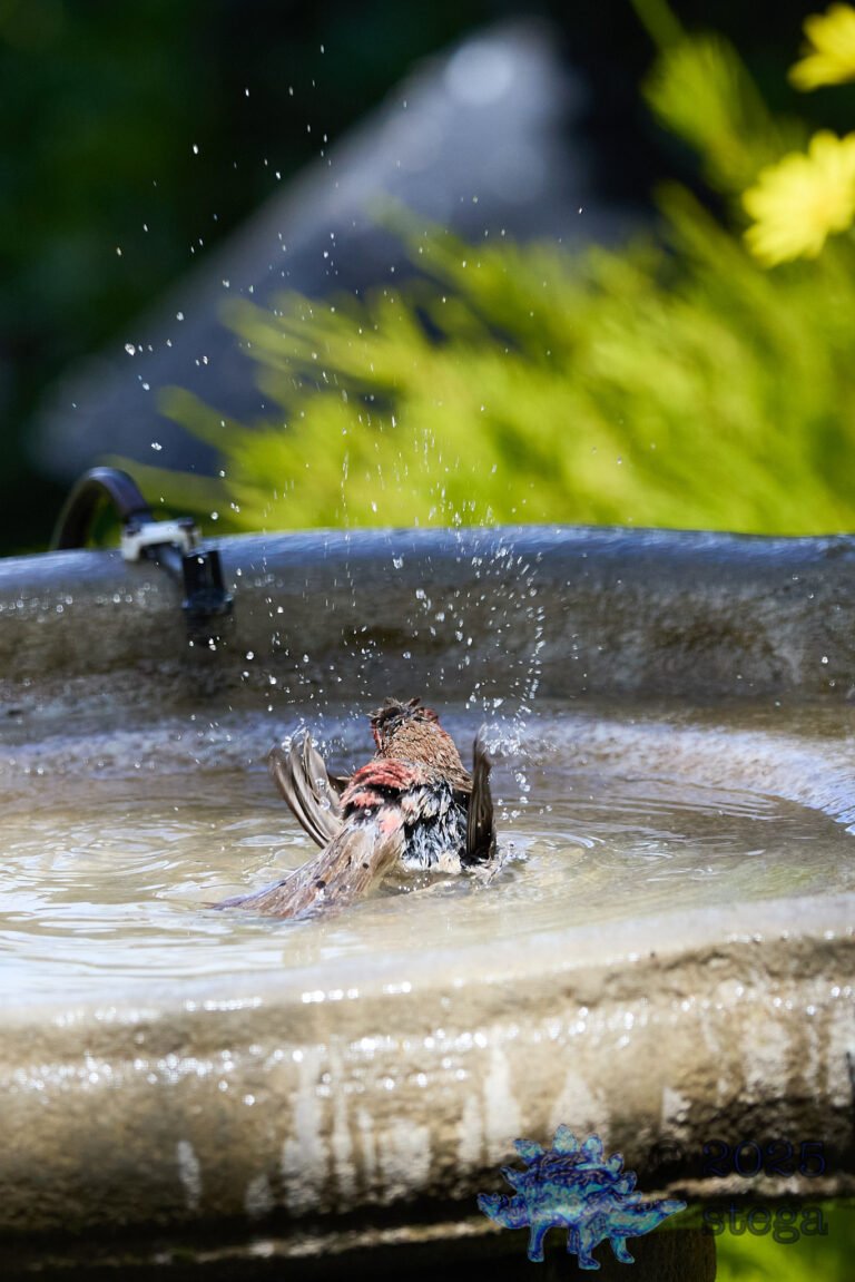 House Finch