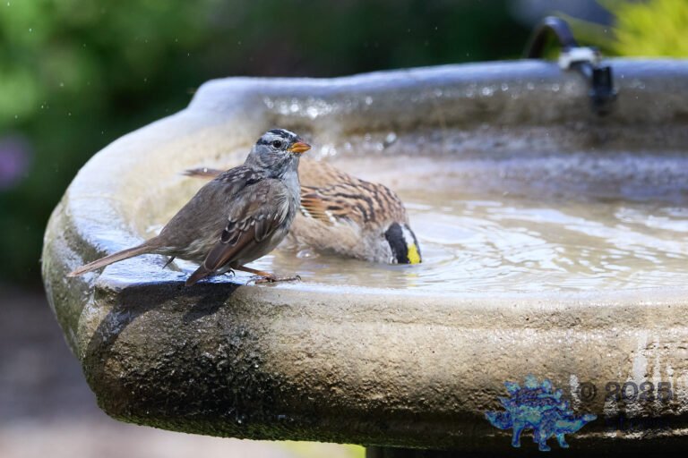 Gold-Crowned Sparrow, White-Crowned Sparrow