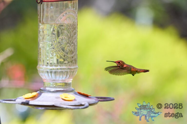 Allen’s Hummingbird