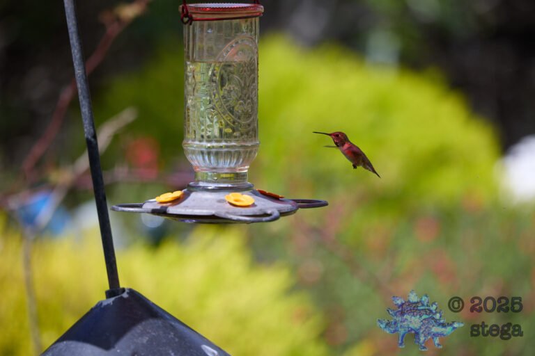 Allen’s Hummingbird