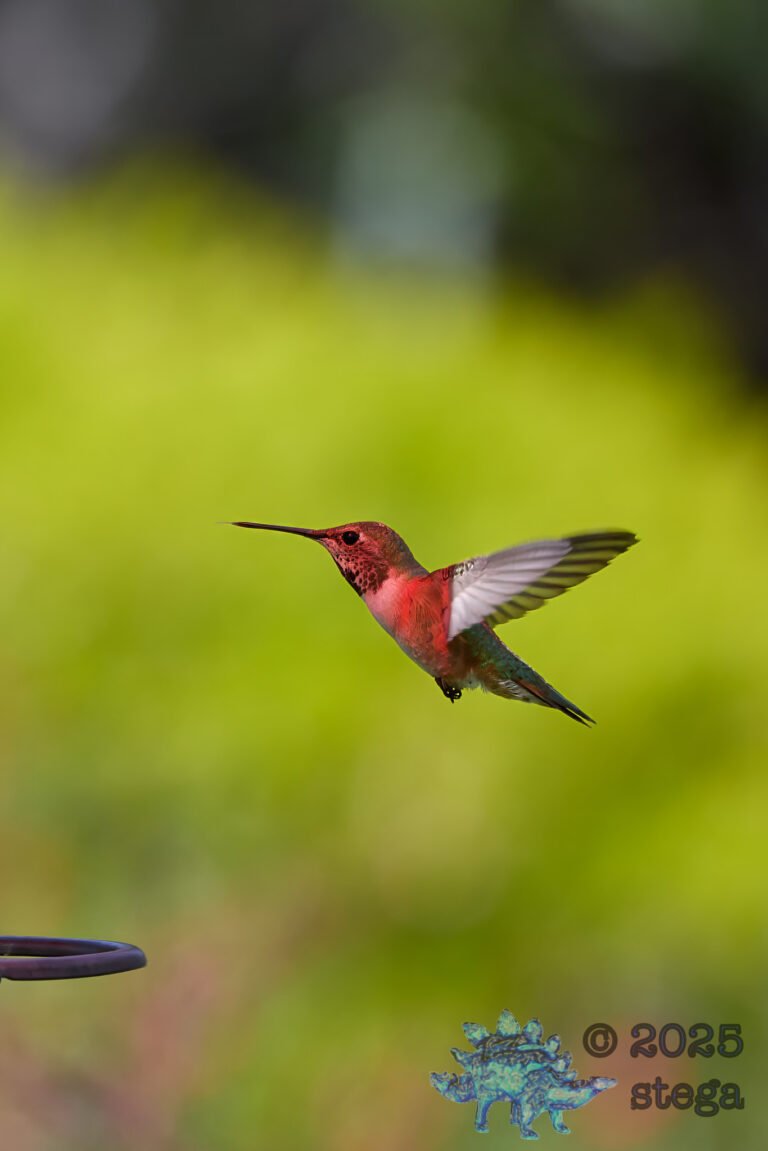 Allen’s Hummingbird