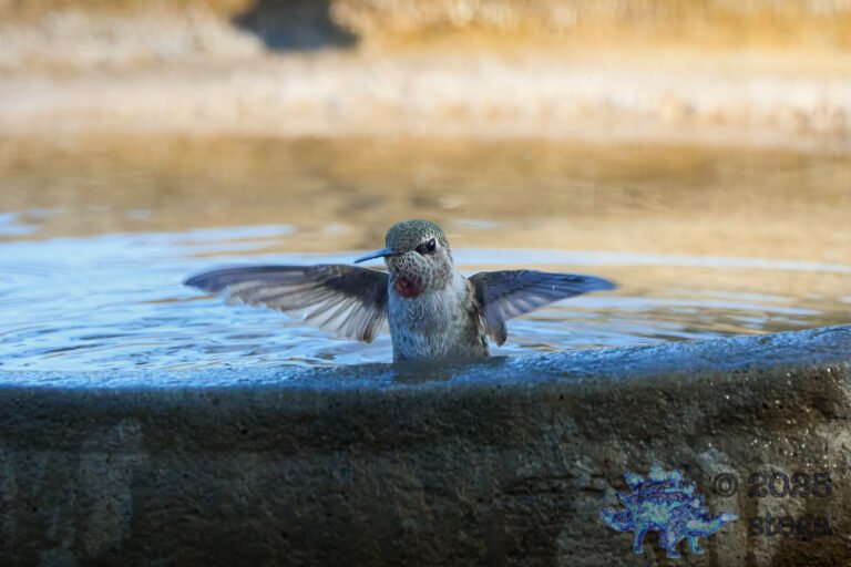 Anna’s Hummingbird