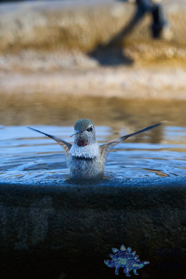 Anna’s Hummingbird