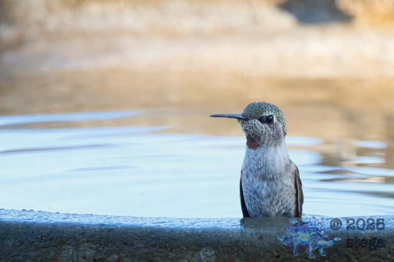 Anna’s Hummingbird
