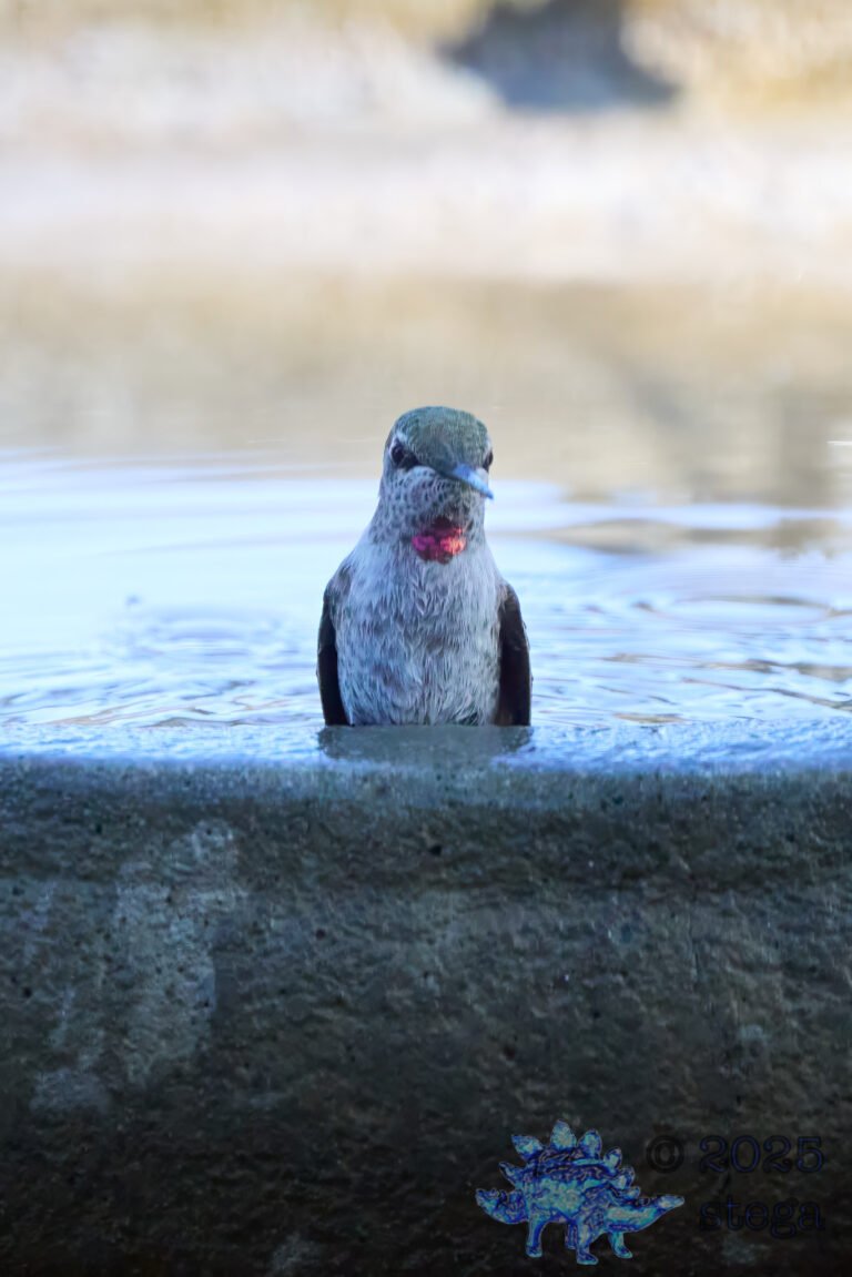 Anna’s Hummingbird