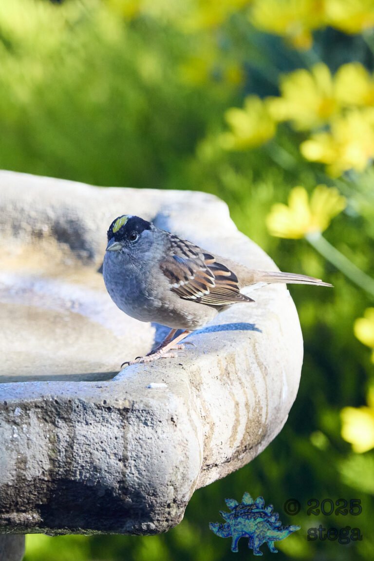 Gold-Crowned Sparrow