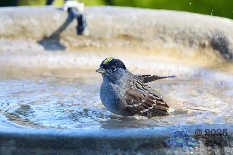 Gold-Crowned Sparrow