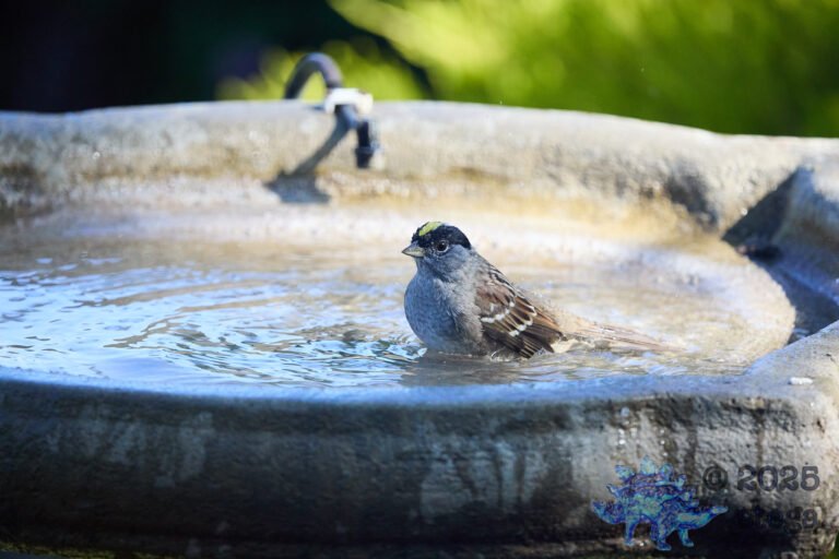 Gold-Crowned Sparrow