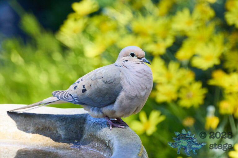 Mourning Dove