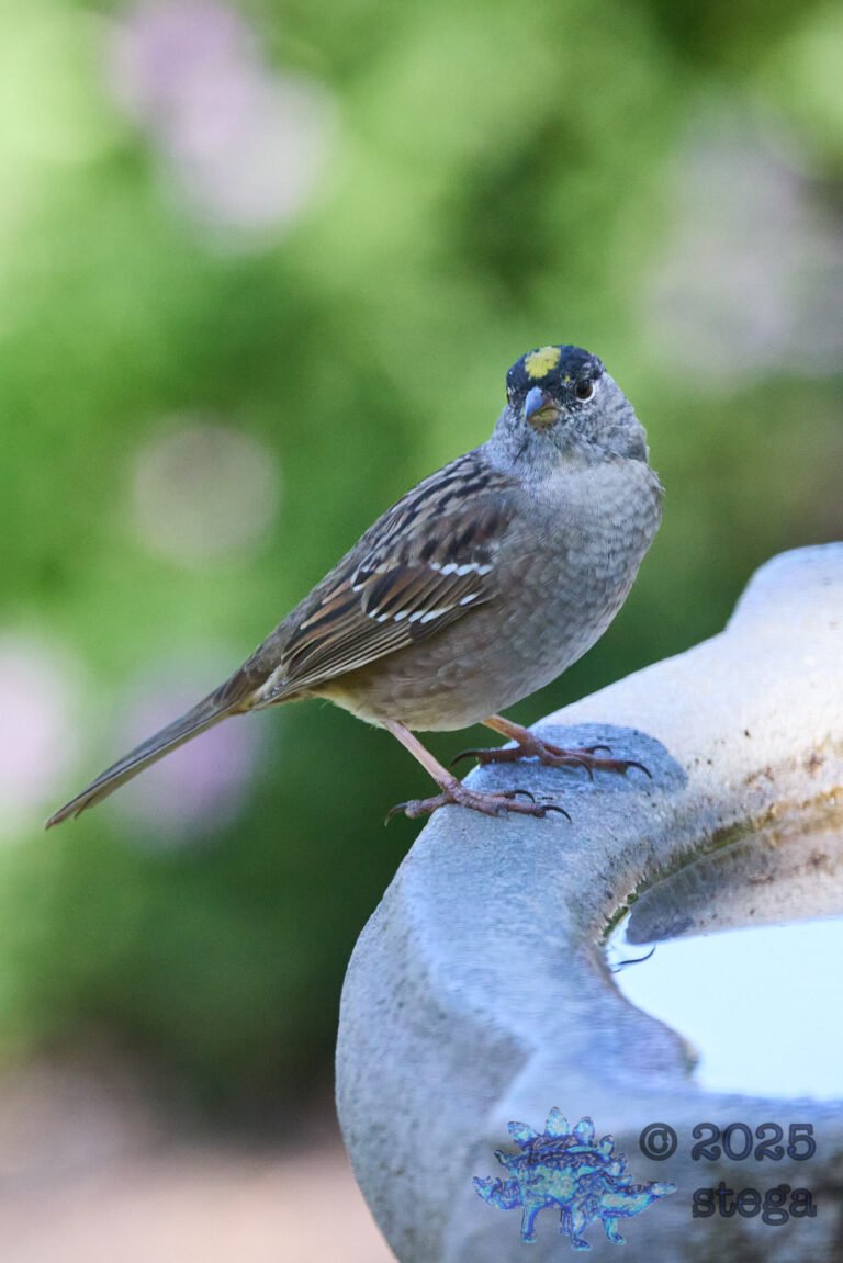 Gold-Crowned Sparrow