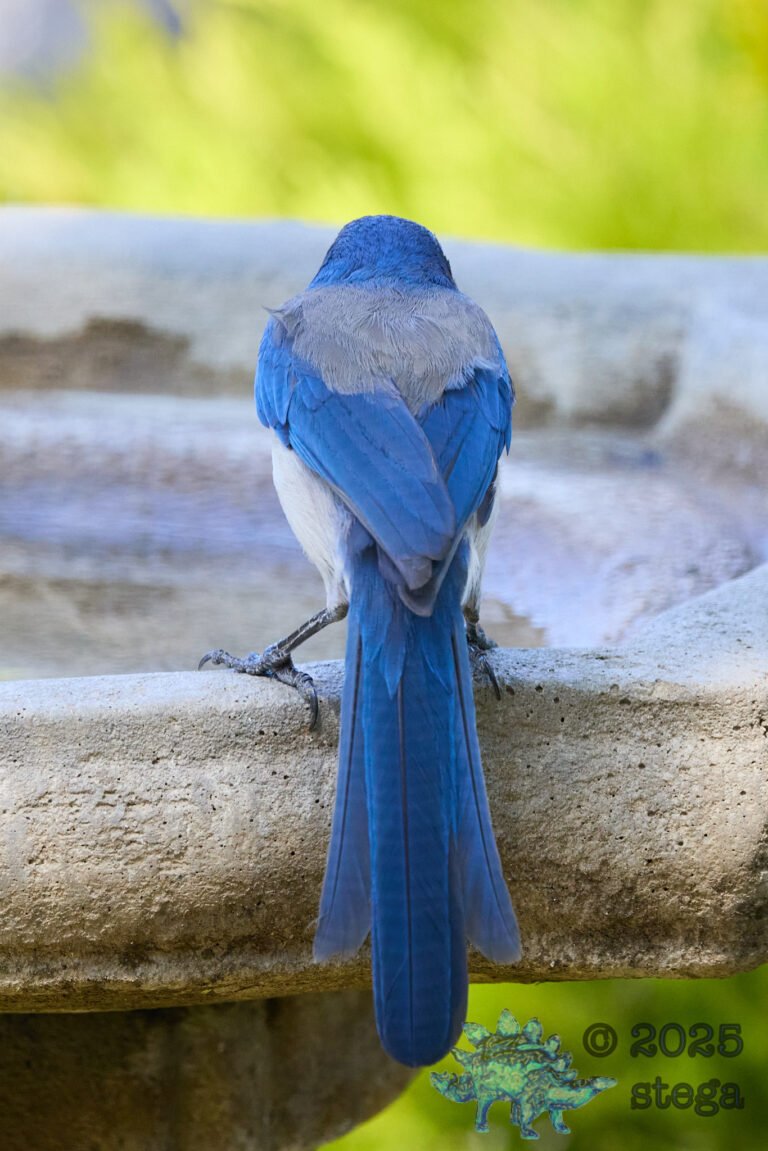 California Scrub Jay