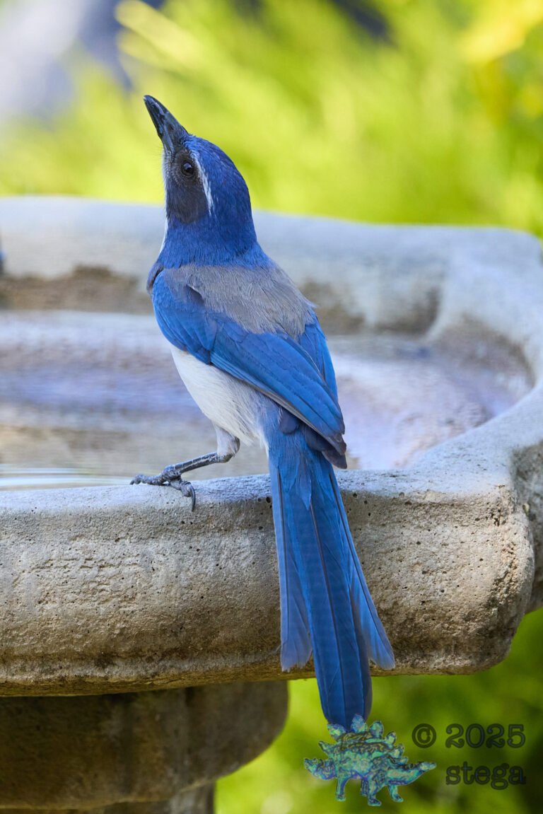 California Scrub Jay