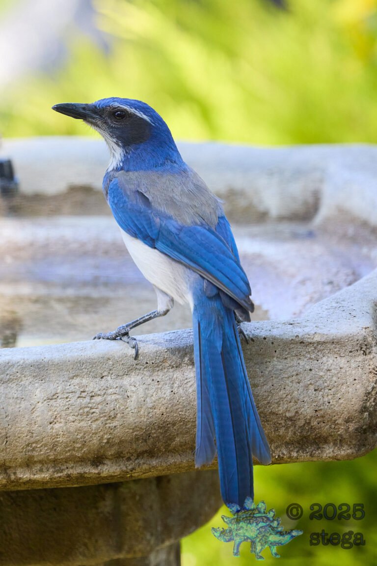 California Scrub Jay