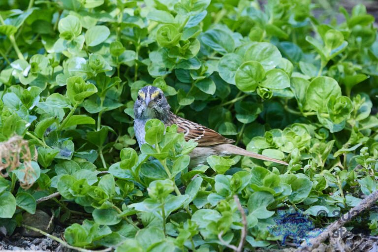 White-Throated Sparrow
