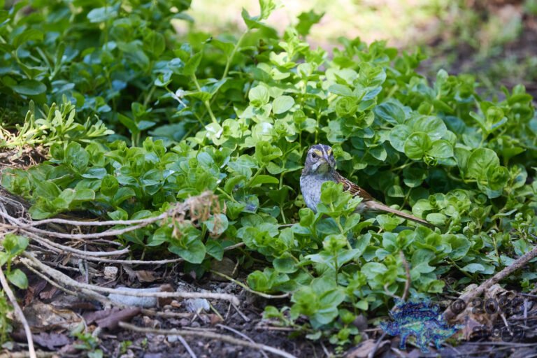 White-Throated Sparrow