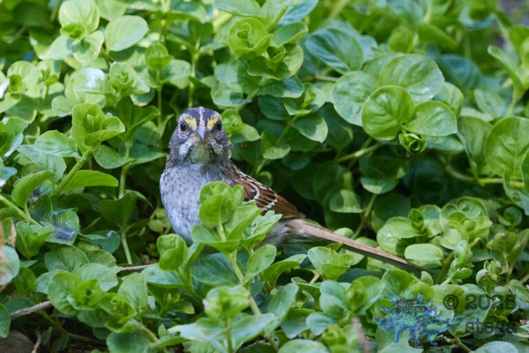 White-Throated Sparrow