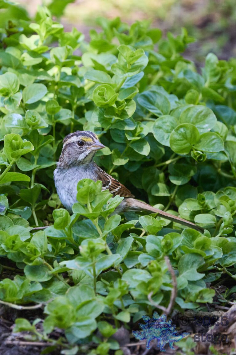White-Throated Sparrow