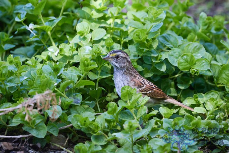 White-Throated Sparrow