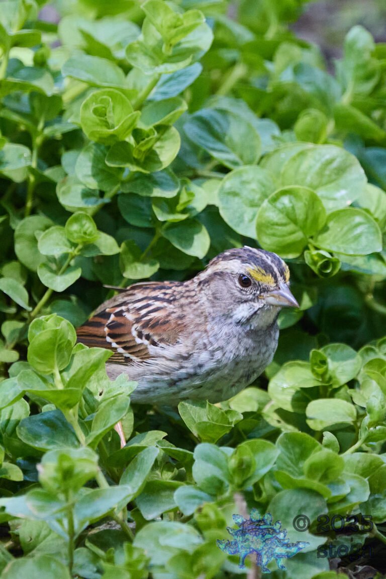 White-Throated Sparrow