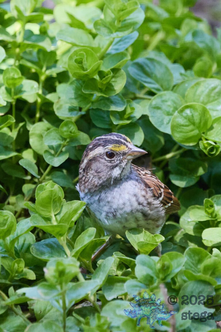 White-Throated Sparrow