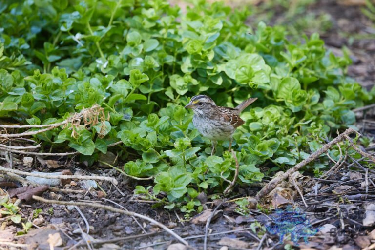 White-Throated Sparrow