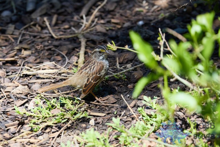 White-Throated Sparrow