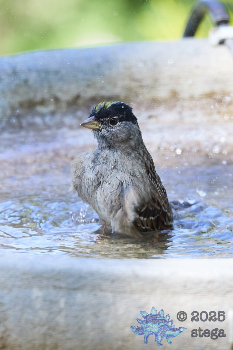 Gold-Crowned Sparrow