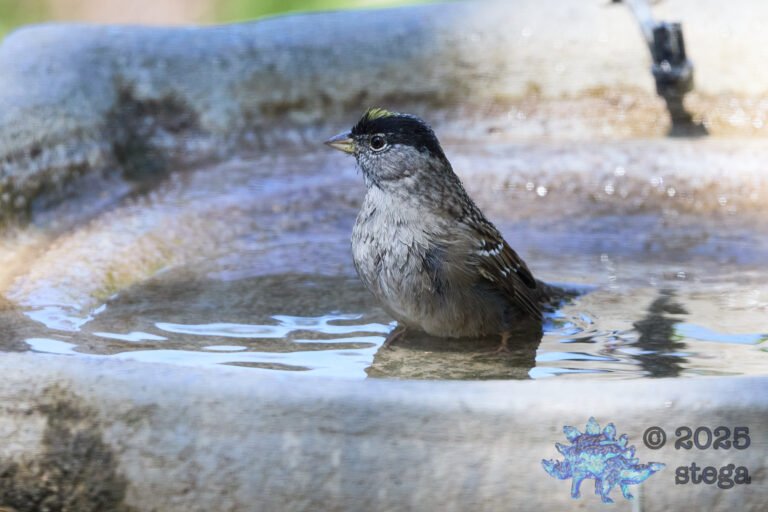 Gold-Crowned Sparrow
