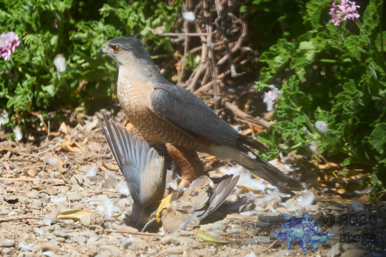 Cooper’s Hawk