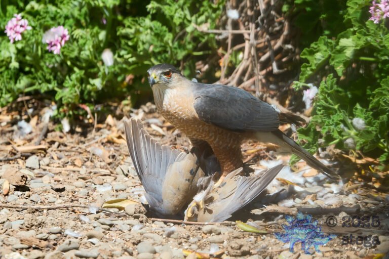 Cooper’s Hawk