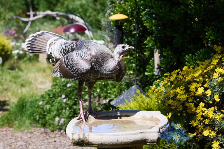 Turkey