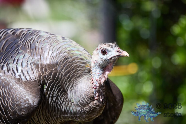 Turkey