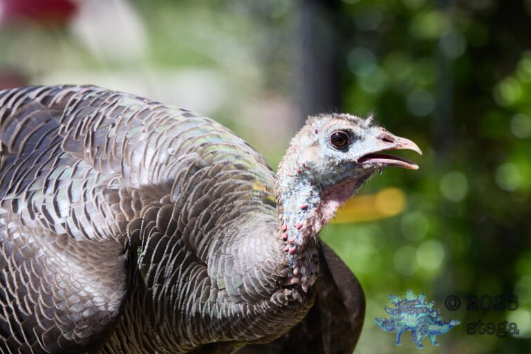 Turkey