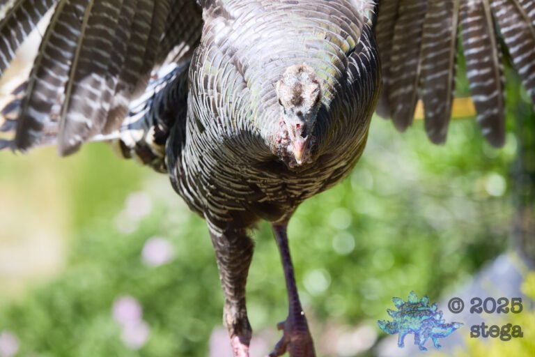 Turkey