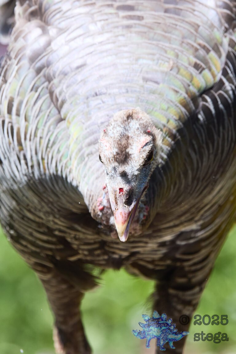Turkey