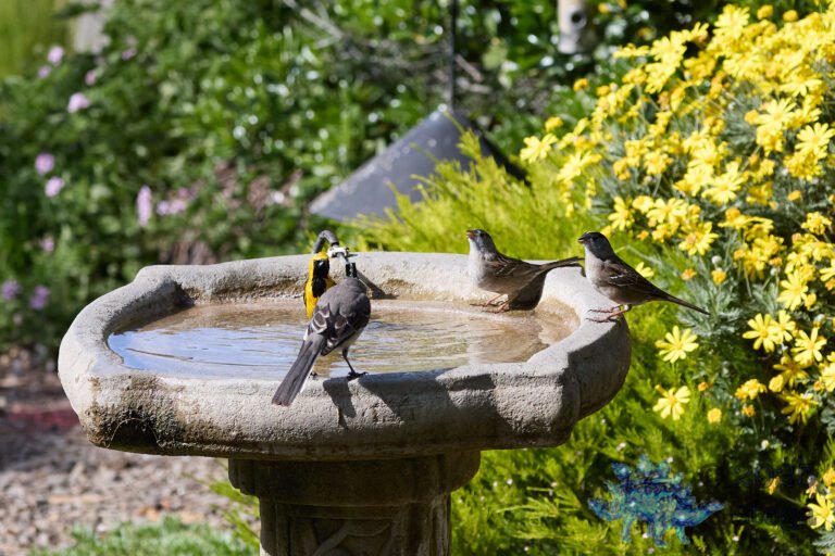 Gold-Crowned Sparrow, Hooded Oriole, Northern Mockingbird