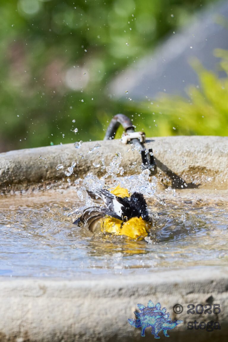 Hooded Oriole