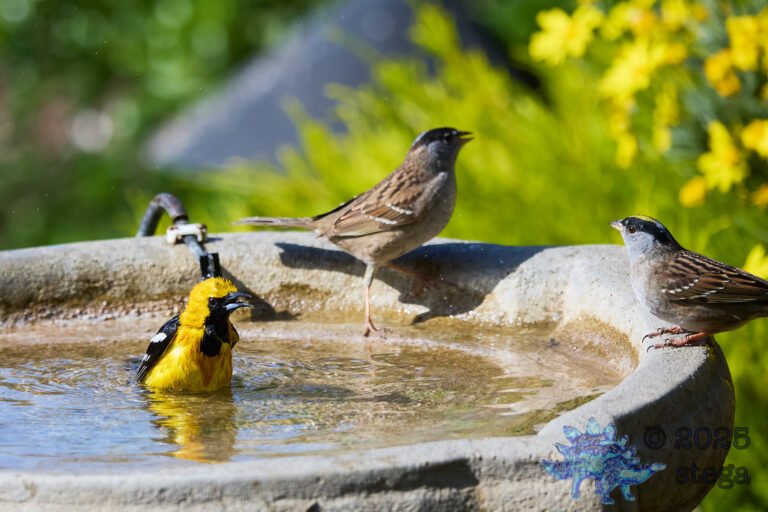 Gold-Crowned Sparrow, Hooded Oriole