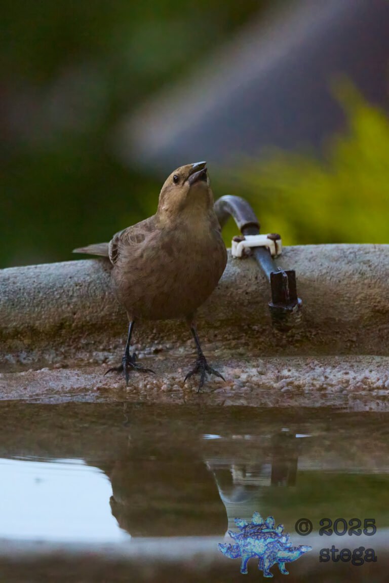 Brown-headed Cowbird