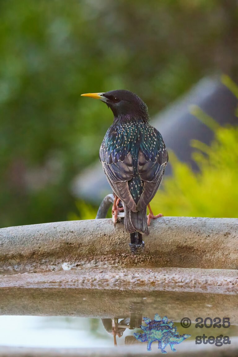 European Starling