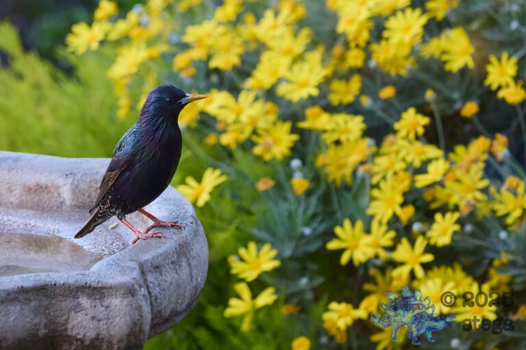 European Starling