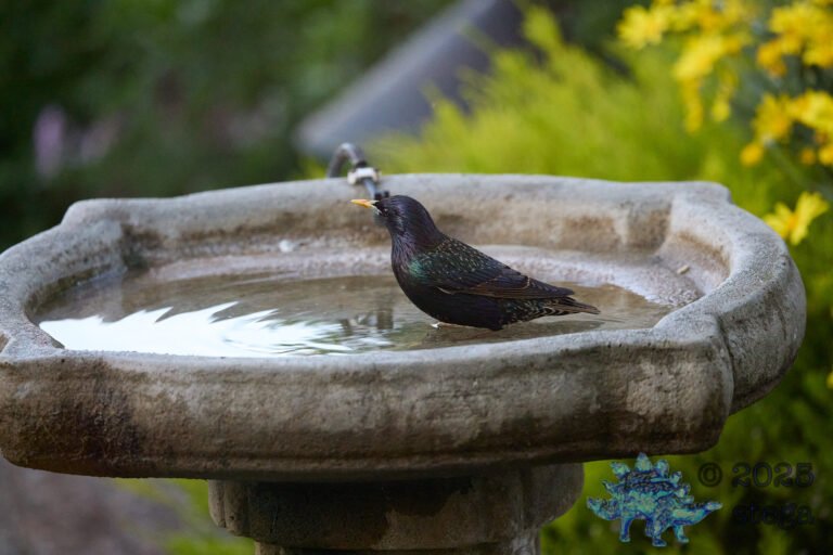 European Starling