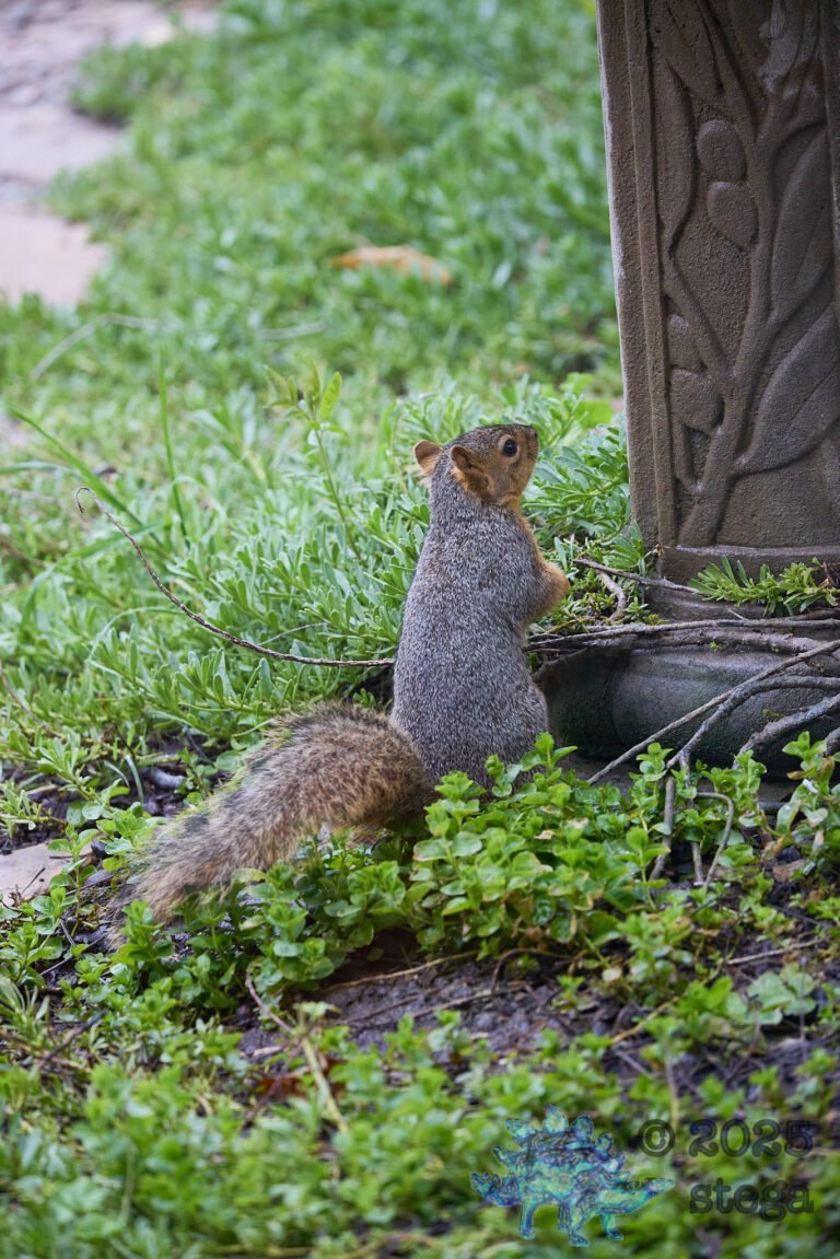 Fox Squirrel
