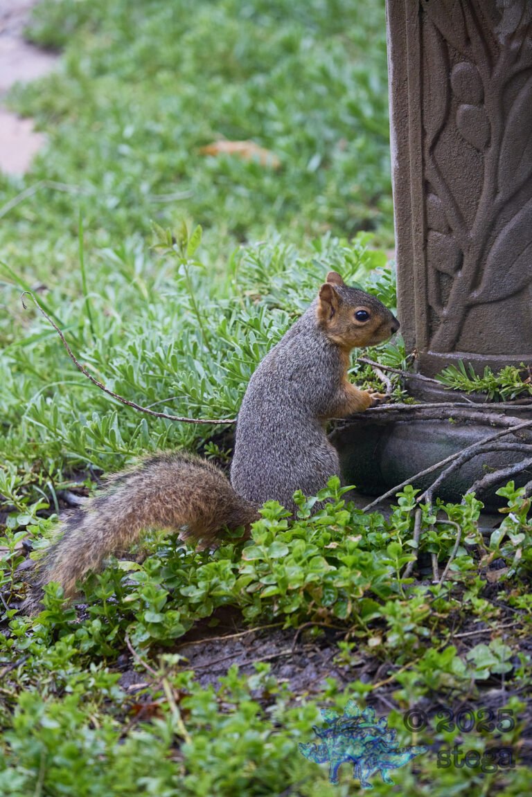 Fox Squirrel