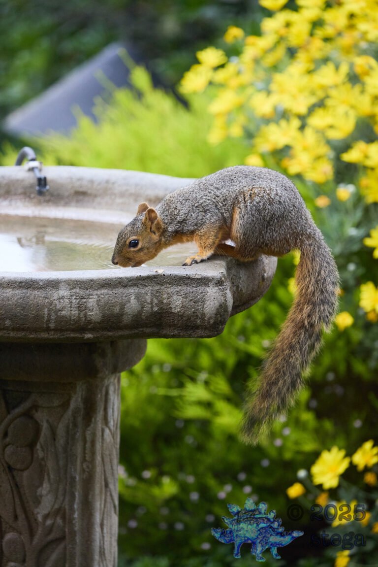 Fox Squirrel
